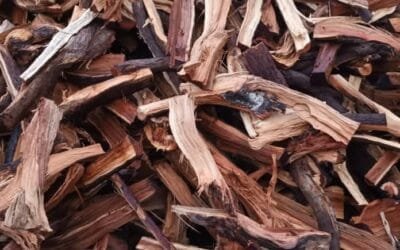 كل ما تحتاج معرفته عن حطب السمر